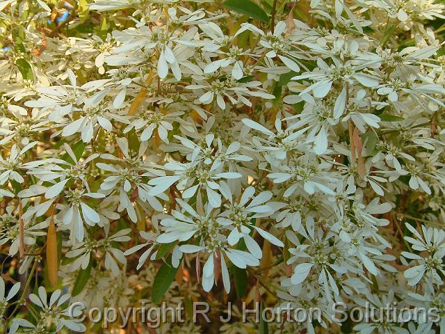 Euphorbia leucophela Close up